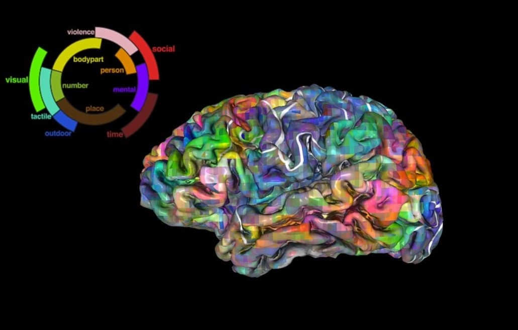 3D Map of the Brain shows where we store thousands of words