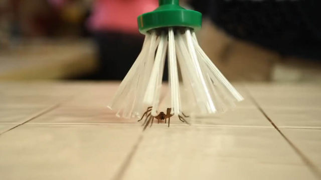 A clever Spider catcher