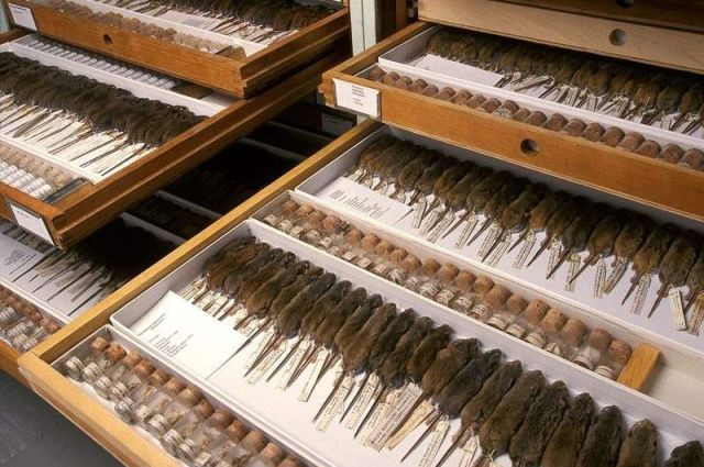 Secret Collections of The National Museum of Natural History (10)
