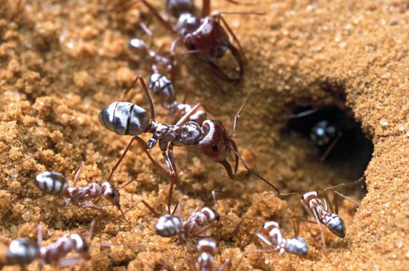 Saharan Silver Ants are adapted to tolerate high Temperatures