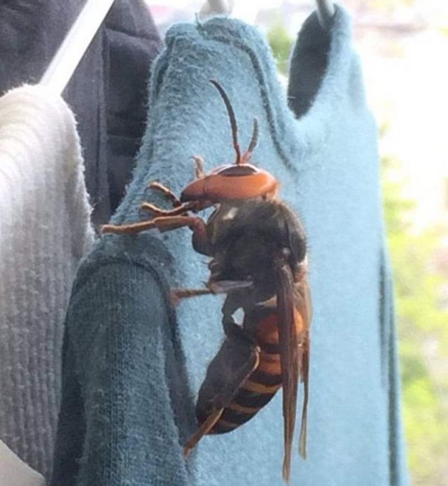 Terrifying giant Asian hornet