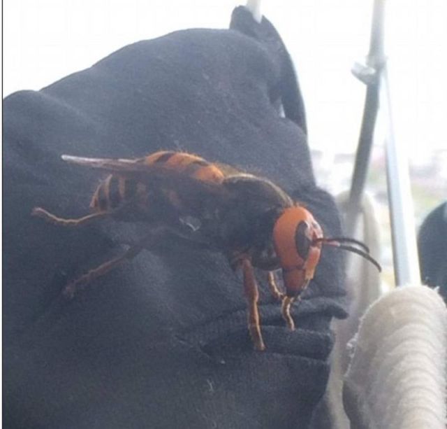 Terrifying giant Asian hornet 