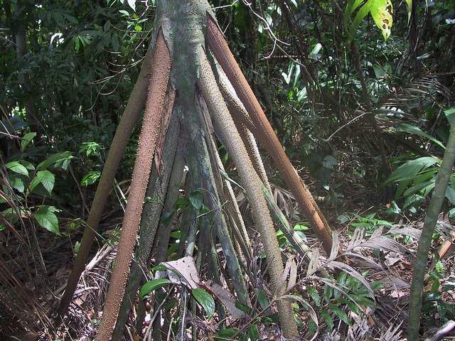 Socratea exorrhiza, the Walking Palm or Cashapona