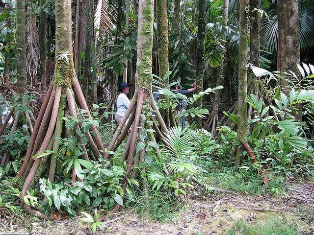 Socratea exorrhiza, the Walking Palm or Cashapona