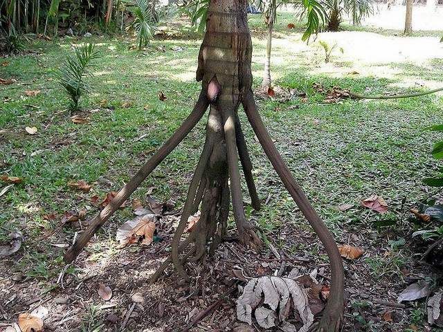 Socratea exorrhiza, the Walking Palm or Cashapona