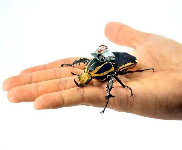 Turning a Beetle into a Remote-Controlled Cyborg 
