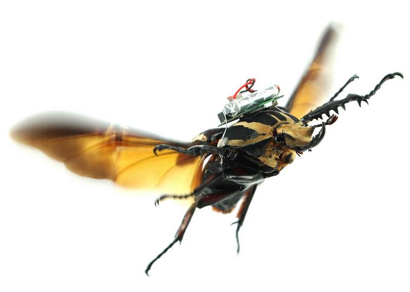 Turning a Beetle into a Remote-Controlled Cyborg