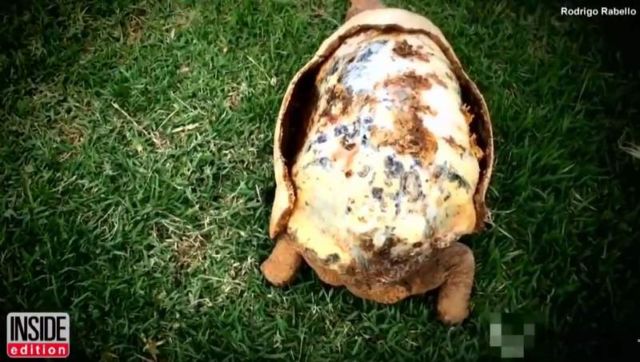 A Tortoise gets a 3D-printed shell after Surviving a Fire