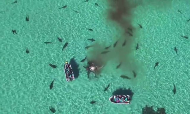 Drone Filmed Sharks Eating a Whale