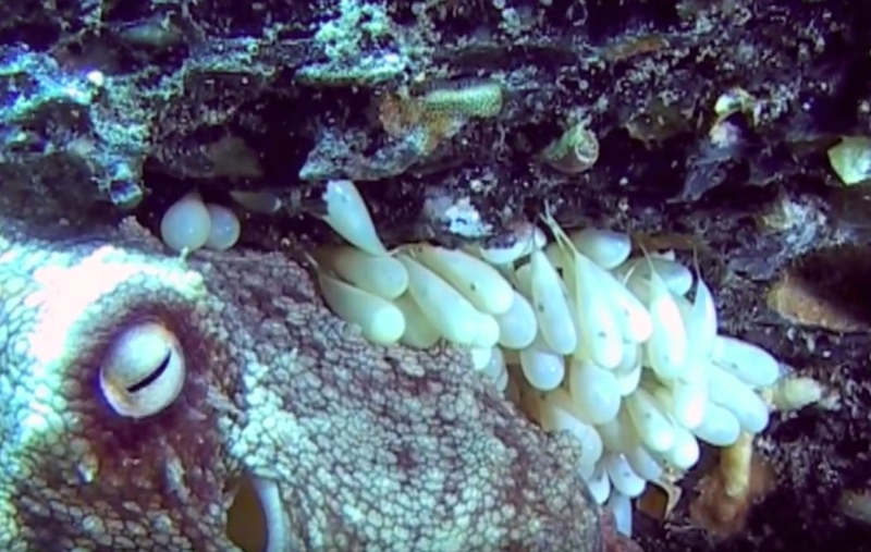 Octopus eggs hatching 1