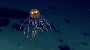 Rare Beautiful Crossota Jellyfish 