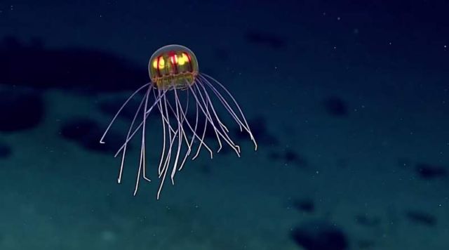 Beautiful Crossota jellyfish