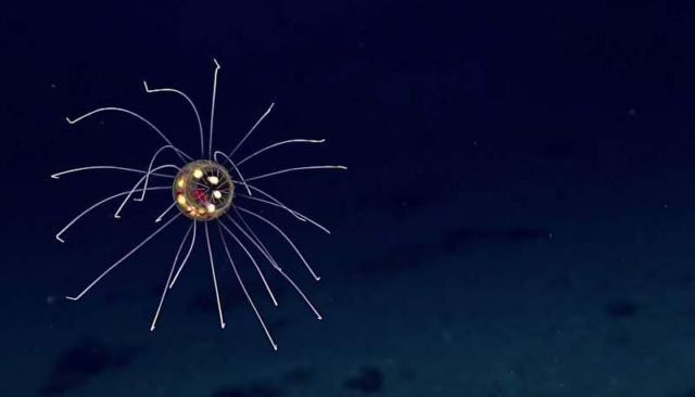 Beautiful Crossota jellyfish