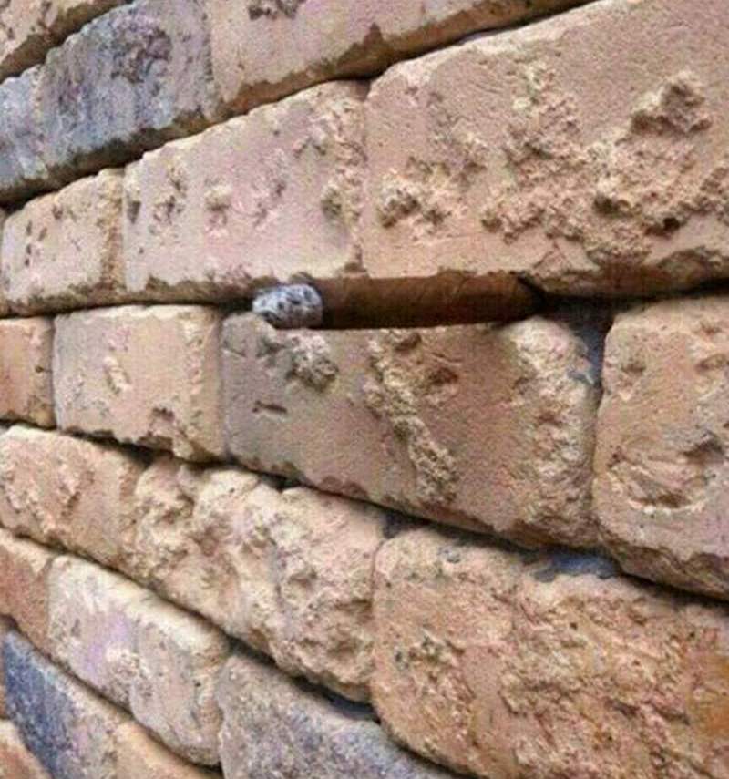 The amazing Brick Wall Illusion