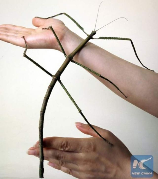 Stick insect dubbed Phryganistria chinensis Zhao