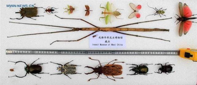 stick insect dubbed Phryganistria chinensis Zhao