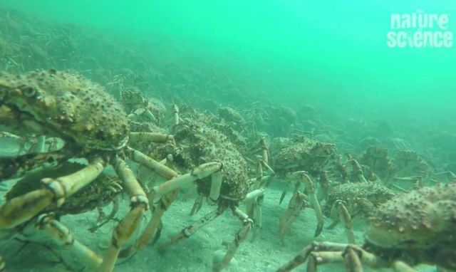 Hundreds of thousands of Spider Crabs