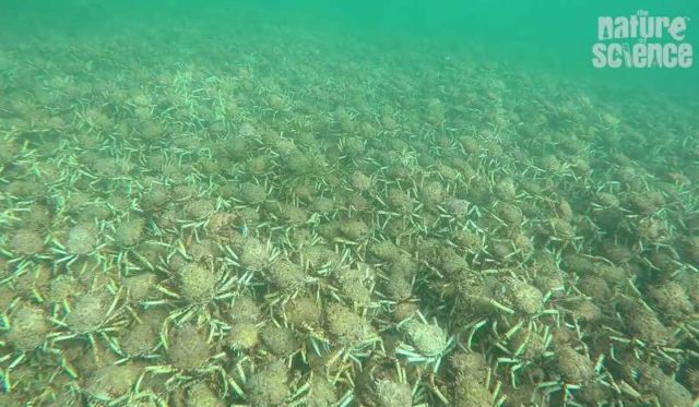 Hundreds of thousands of Spider Crabs 