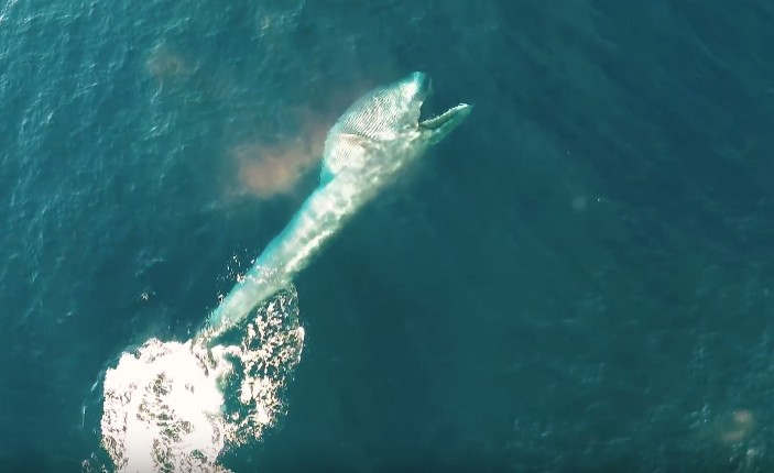 Rare whale footage shot by drone 1