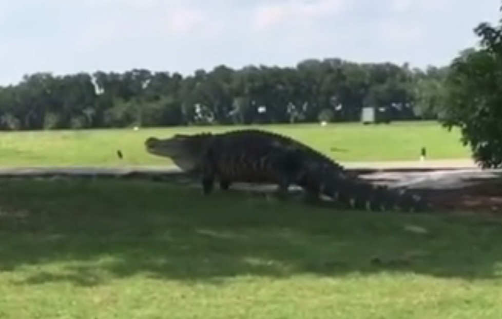 This Giant Gator is real