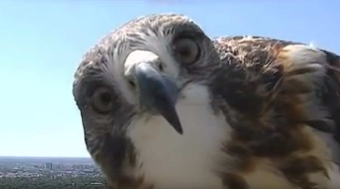A Hawk is Investigating a Weather Camera 1