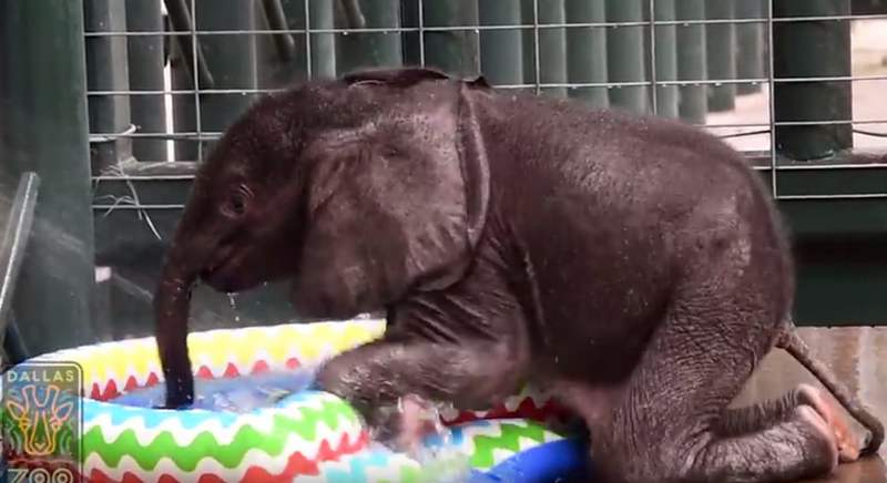Baby Elephant loves first Pool Experience 1