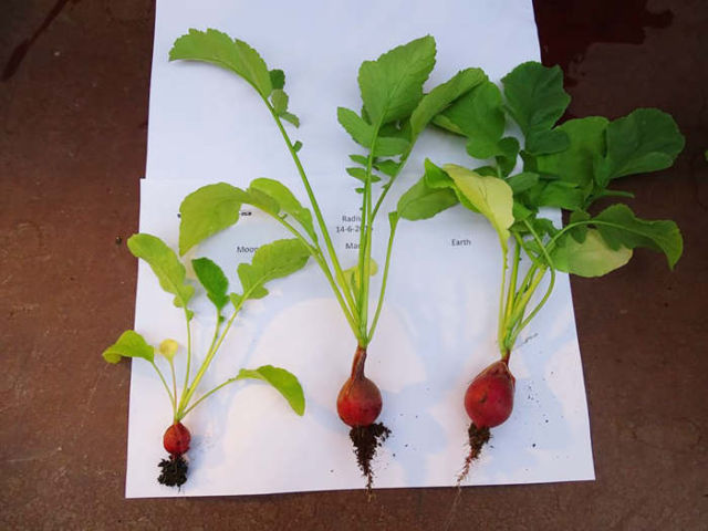 First edible Plants grown in Mars-like soil (1)