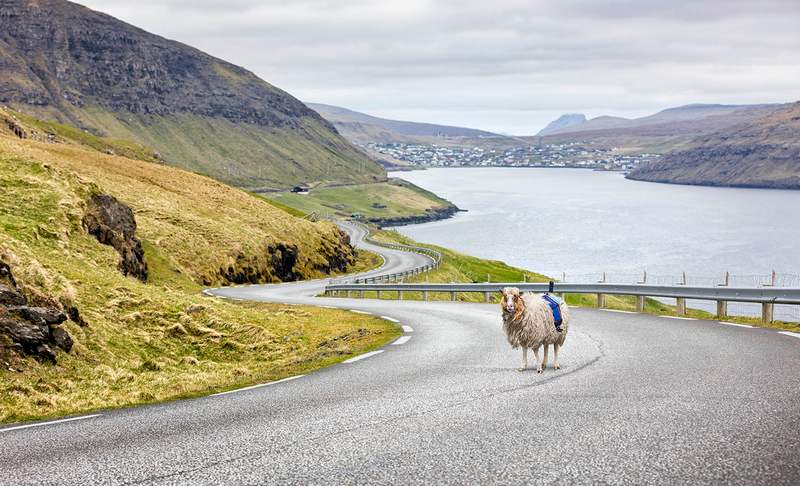 Sheep-view 360 in the Faroe Islands