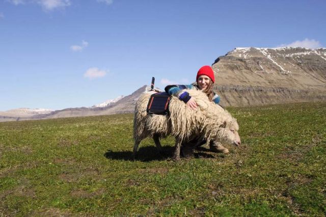 Sheep-view 360 in the Faroe Islands 