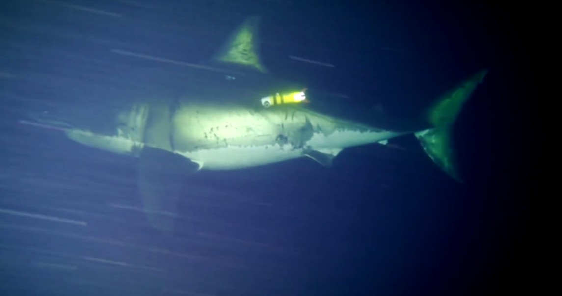 The first footage of a great white shark napping 1