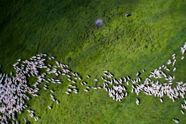2nd Prize Winner – Category Nature Wildlife: Swarm of sheep