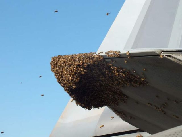 F-22 Jet fighter Grounded by Bees