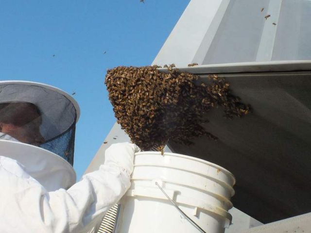 F-22 Jet fighter Grounded by Bees