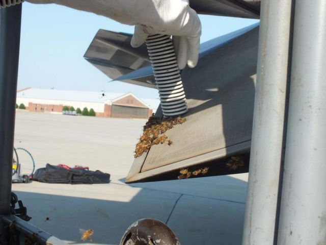 F-22 Jet fighter Grounded by Bees