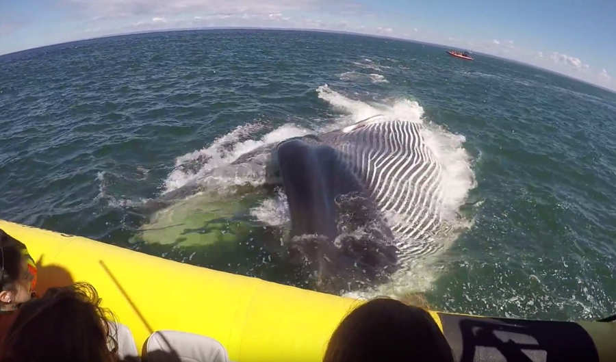 Giant Whale almost eats a tourist boat 1