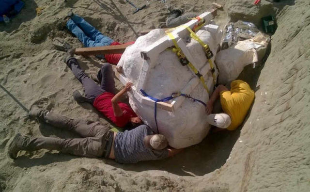 Large Tyrannosaurus Rex Skull discovered (1)
