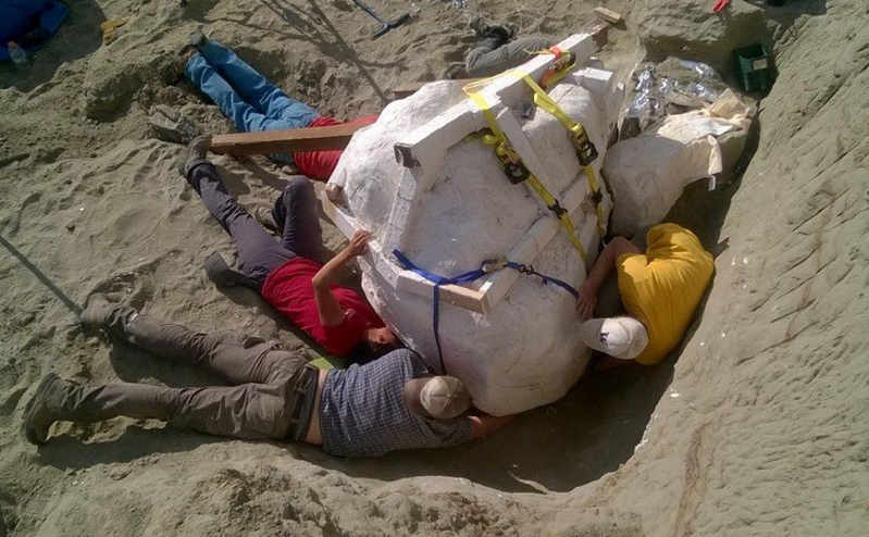 Large Tyrannosaurus Rex Skull discovered 1
