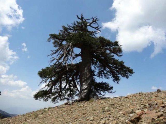 Oldest living Tree in Europe