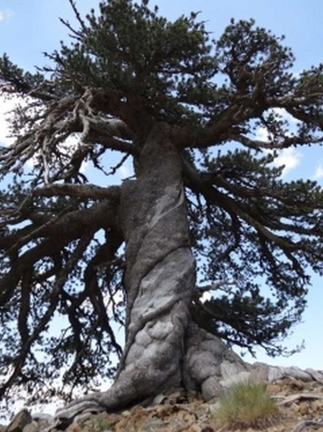 Oldest living Tree in Europe