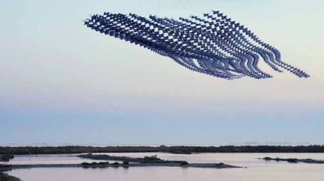 Ornitographies- majestic images of birds (9)