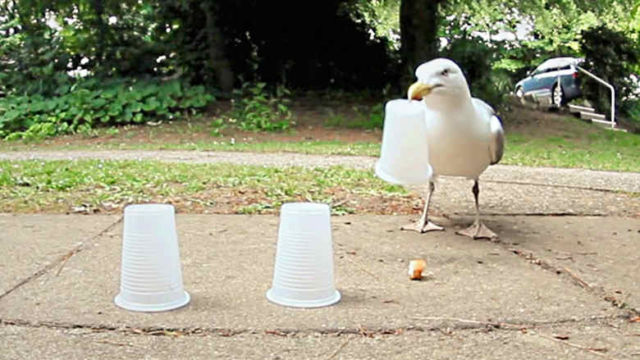 Three Cups and a smart Seagull 