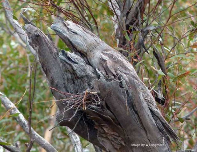 tawny frogmouth