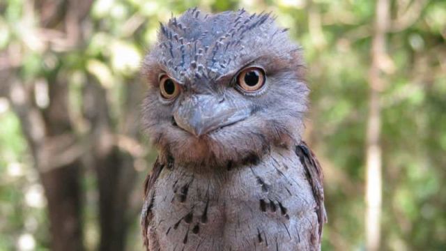 tawny frogmouth