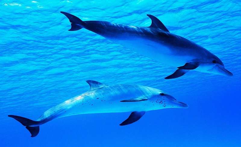 Dolphins can speak to each other in full sentences