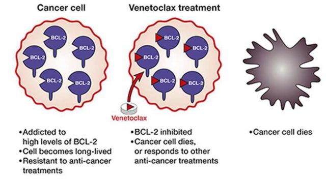 Venetoclax impressive new Cancer drug