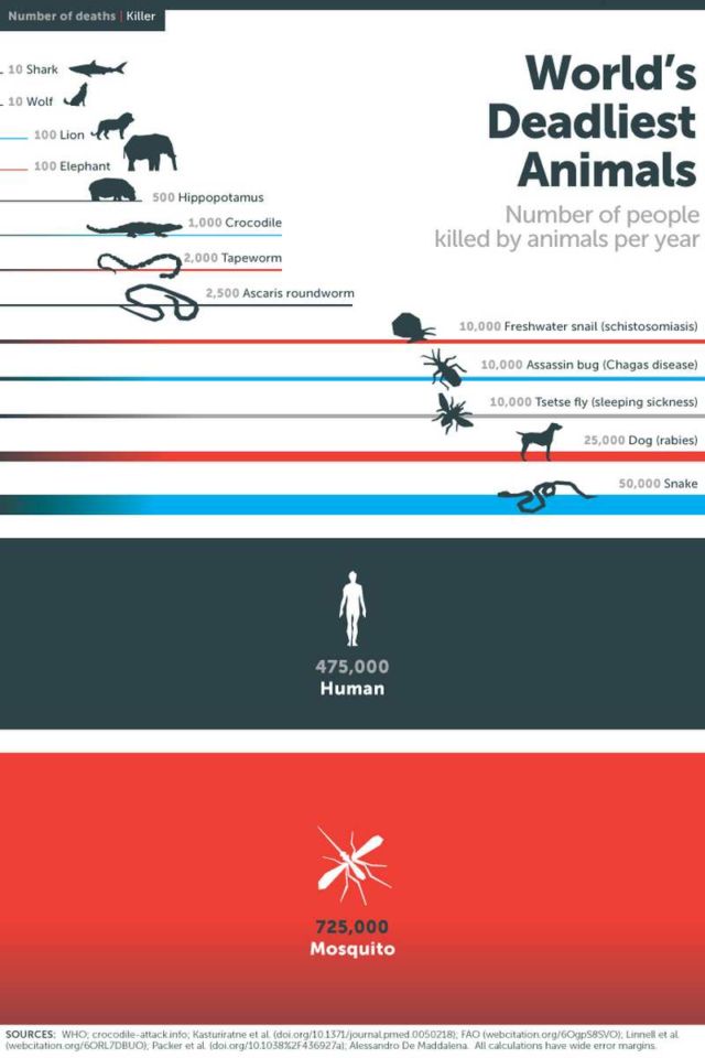 the-deadliest-animal-in-the-world-1