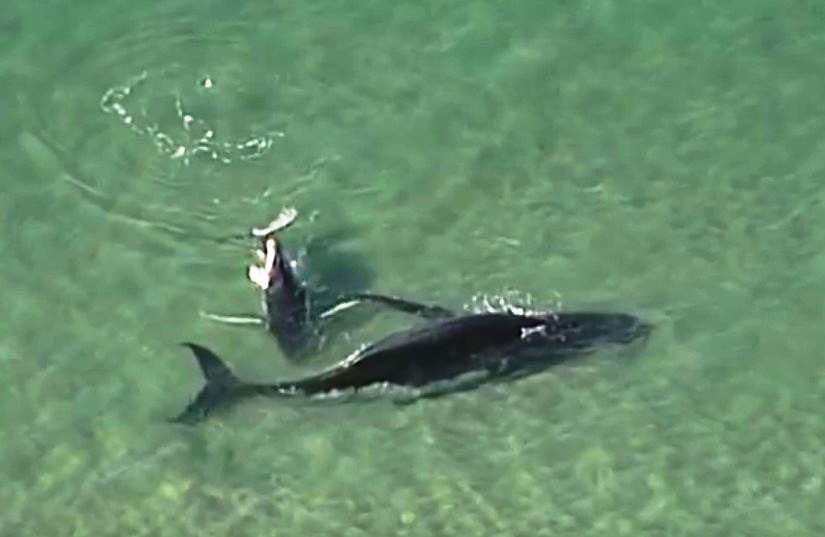Baby Whale nudges her distressed mother to freedom 1