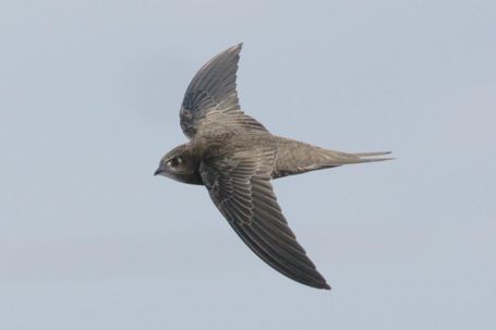 This bird set record by flying 10 months non-stop - video | WordlessTech