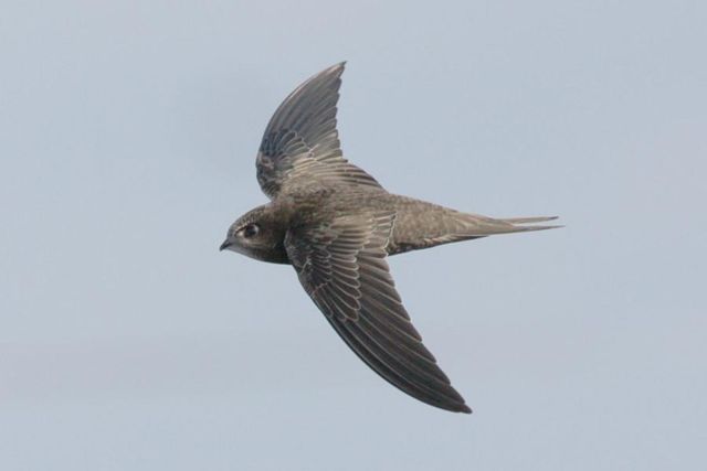Swifts set record by flying 10 months non-stop