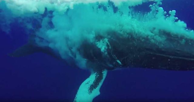 Whale breach nearly misses swimmer - video
